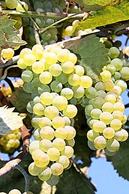 Високоврожайний красень з Грузії - виноград Ркацителі