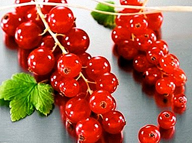 High-yielding variety which has captivated many - “Unscarbable” red currant