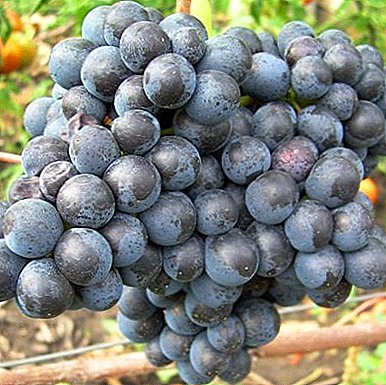 Variedad de uva de alto rendimiento para las regiones del norte: "En memoria de Dombkovskaya"