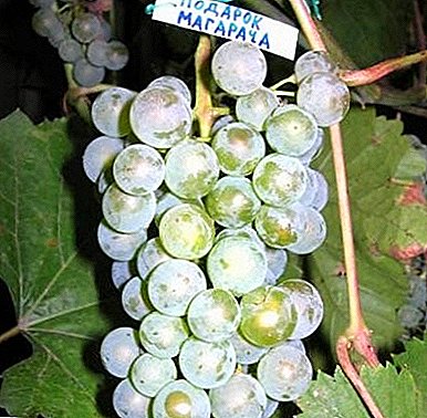 Variedad de uva de alto rendimiento - "Regalo de Magarach"
