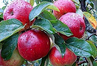 Une résistance élevée à l'hiver et une fructification régulière donneront une variété de pommes Antey