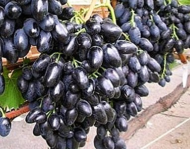 Vitamin grapes "Black Panther": description of the variety and its photo