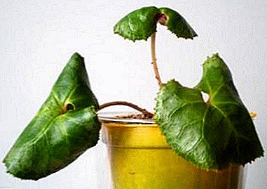 Μάθετε γιατί τα κυκλάμινο φύλλα κατσαρίσματος και πώς να το χειριστείτε;