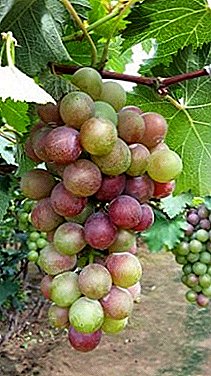 "Tarjeta de visita" de cualquier jardinero - uvas Amirkhan