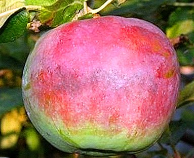 La tarjeta de presentación de todas las variedades de Rossoshanskih: el manzano Abril