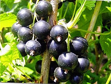 Delicious and healthy black currant varieties "Gross"