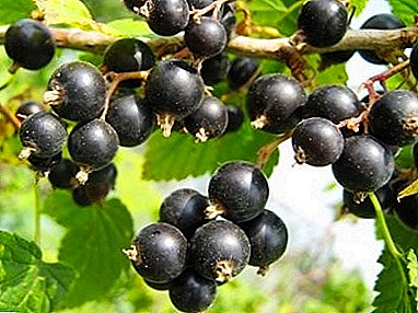 Delicious, healthy and unpretentious black currant variety "Dachnitsa"