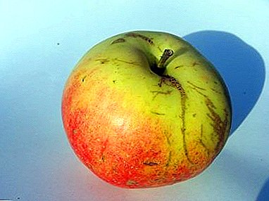 Ízletes és illatos gyümölcsök adnak különféle alma Pepin sáfrányt