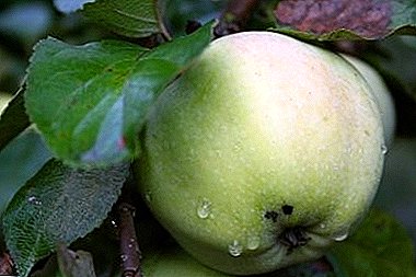 Lezzetli ve kokulu elma çeşitliliği "Büyük İnsanlar"