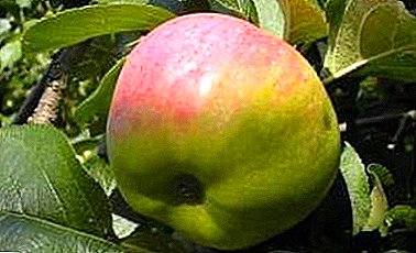 Delicious and beautiful fruits, ideal for making juice - Aromatic variety apples