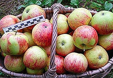 Leckere und sehr gesunde Äpfel der Sorte Orlinka