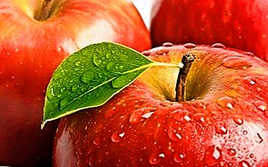 Savoureux salutations de l'été. Comment garder les pommes pour l'hiver frais?