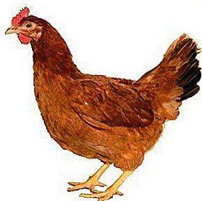 Carne gustosa, buona produttività e molti altri vantaggi - polli di razza Yerevan