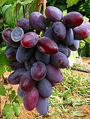 Impresionante y grande, sabrosa y hermosa: la variedad de uva Ataman.