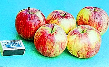 الحجم المثير للإعجاب من الفاكهة مع ذوق حار - أشجار التفاح Bellefleur-Chitaika