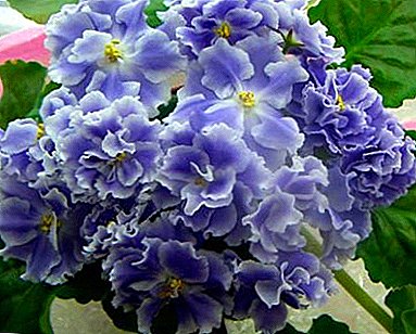 The embodiment of beauty or violet "Blue Fog". Plant care and flower photo