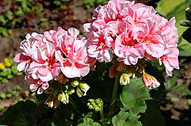 Utsøkte varianter av Pelargonium SOUTH: "Shukar", "Barbara Krasa", "Nina" og "Kamaliya"