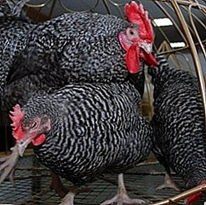 Razza richiesta di carne e direzione delle uova - Polli kirghisi grigi