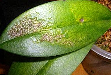 Here's what you need to know about orchid leaf diseases, their treatment and how they look in the photo.