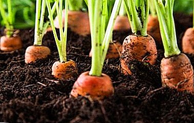 ¿Es posible y cómo mantener las zanahorias en el jardín hasta la primavera: un algoritmo paso a paso, consejos para elegir la variedad correcta?