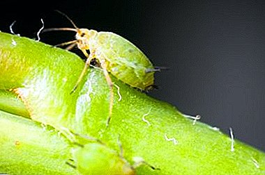 The enemy will not pass in your garden! Top 10 most effective folk remedies for aphids
