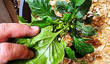Skader bladlus på peber. Hvordan slippe af med insektet?