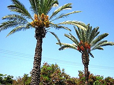 Pest and Date Palm diseases: do not let the leaves dry out! How to rejuvenate a plant?