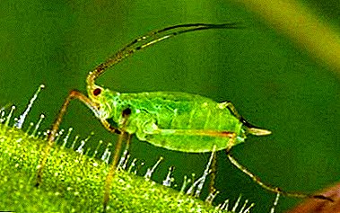 Pulgão nocivo: como se livrar do inseto na conspiração do jardim?