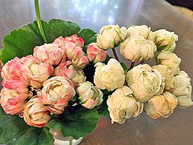 Alles, was Sie über Pelargonium Prince Gustav wissen müssen: Beschreibung mit Foto, Sortengeschichte, Anbau und Pflege