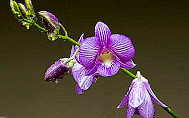 Todo lo que necesitas saber sobre la fumigación de orquídeas.
