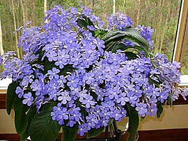 Everything you need to know about streptocarpus care, cultivation, replanting, breeding and flower diseases
