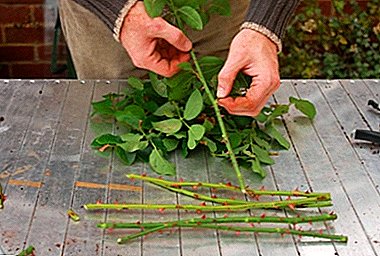 Todas las etapas de cortar rosas en el otoño en casa y cuidar la planta inmediatamente después del procedimiento