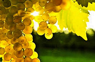 All about grape bacteriosis: types, signs, treatment