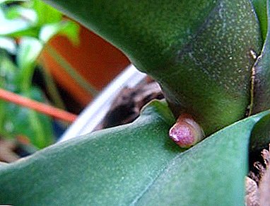 All about Phalaenopsis peduncle: what it is and how it grows, what to do after the buds wither?