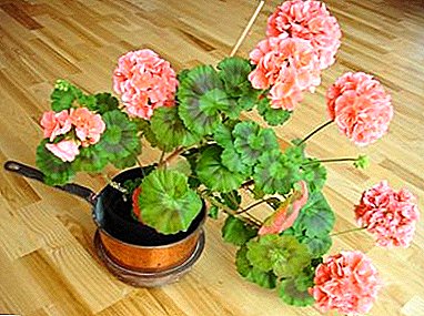 All about room geraniums: photos, varieties and types of flower, especially the cultivation