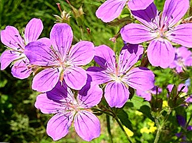 Alles over bosgeraniums: wat is deze decoratieve bloem, welke populaire variëteiten hebben, hoe deze correct te laten groeien?