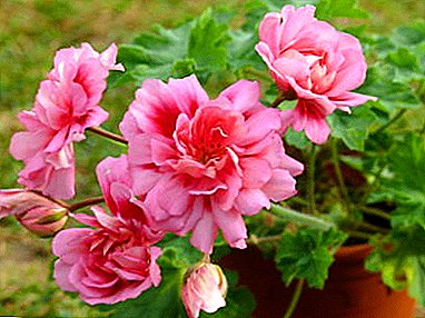 All about Pelargonium Zonartik from planting to flowering: description, growing at home, breeding and disease