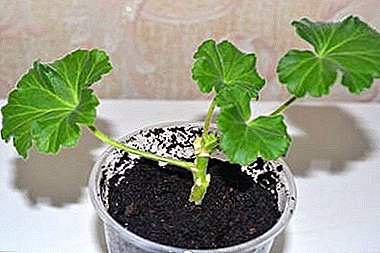 All about the reproduction of geranium cuttings. How and when to plant a plant at home?