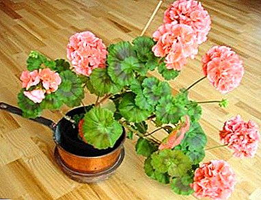 All about how to properly handle geraniums in winter and save until spring: the finer points of care