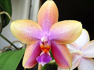 Alt om Lyodoro Orchid: hemmelighetene til å dyrke en vakker plante