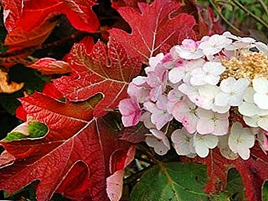 Todo sobre la hortensia dubolistnuyu: plantación, cuidado e invernada