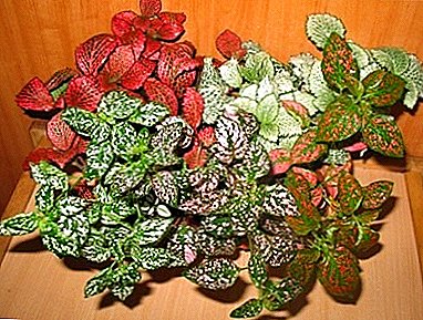 All about hypoestes: description with photo, growing and care at home