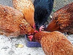 Todo sobre la alimentación de pollos en invierno, primavera, verano y otoño: características de la dieta y suplementos nutricionales adecuados.