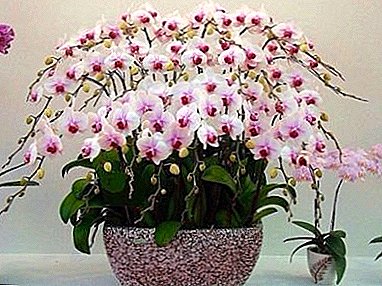 Everything about orchid roots: structure, appearance, features and care for them