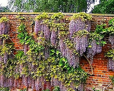 Everything about planting and caring for Wisteria Chinese: photos and detailed description