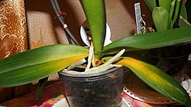 Todo sobre por qué las orquídeas phalaenopsis dan vuelta a las hojas amarillas y qué hacer para salvarlas