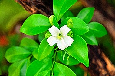 Todos os tipos mais populares de plantas "Muraya (Murraya) Paniculata" com fotos e explicações