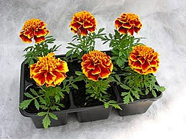 All the secrets of growing marigolds from seeds: when and how to plant, the rules of care