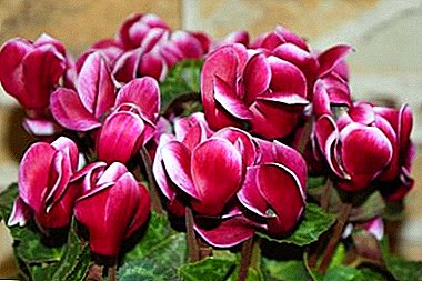 All the secrets of caring for cyclamen at home