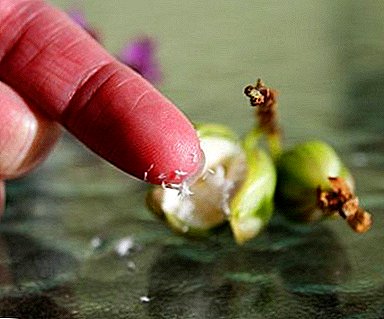 Све суптилности и нијансе репродукције семена орхидеје пхалаенопсис. Како се бринути за цвијет након садње?